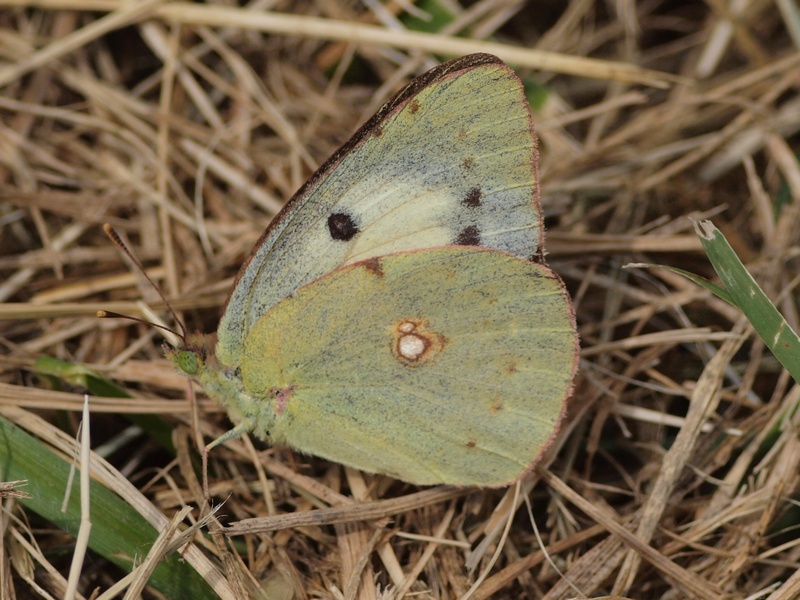 Colias